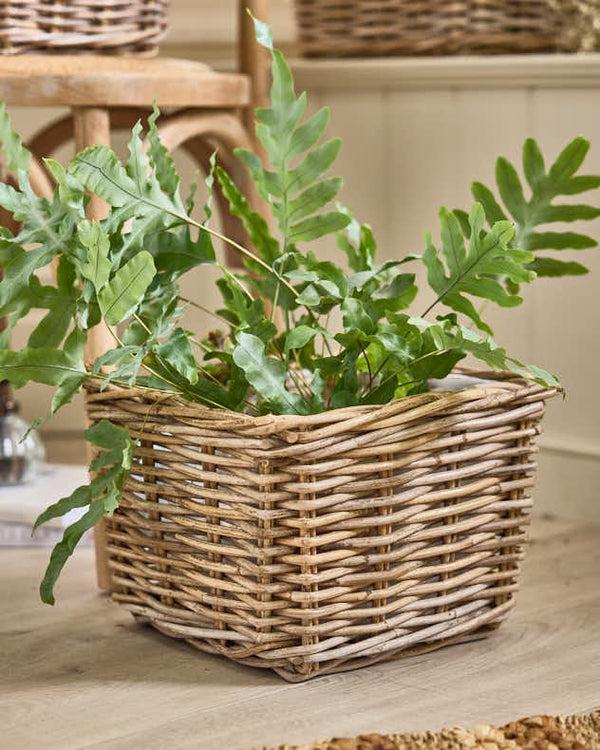 Dibor Bala Square Lined Planter Baskets