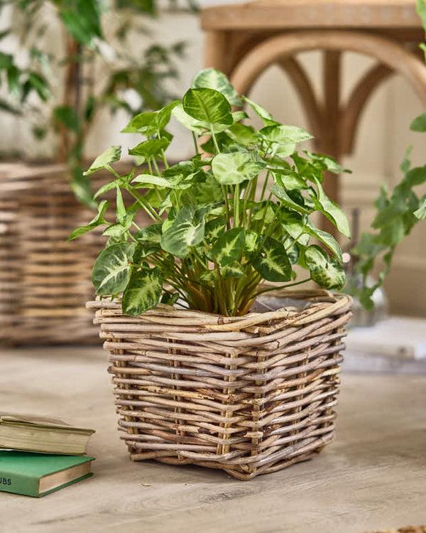 Dibor Bala Square Lined Planter Baskets