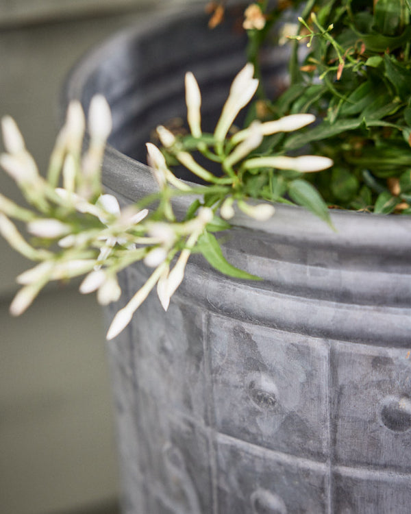 Dibor Cabora Set Of 3 Textured Planters
