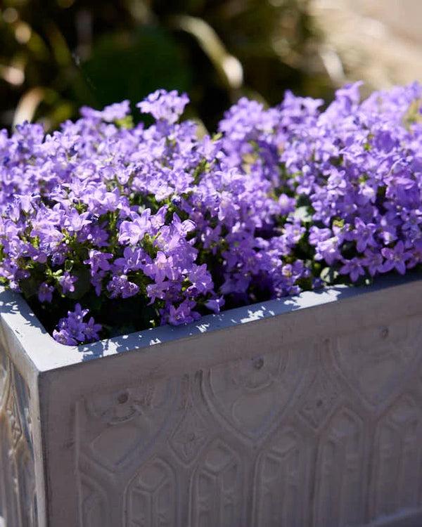 Dibor Chartres Grey Gothic Arch Planter Collection