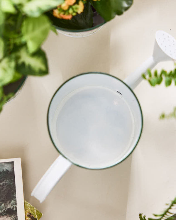 Dibor Cornflower Watering Can Planter