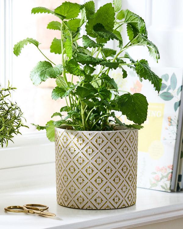 Dibor Corona Diamond Patterned Planters