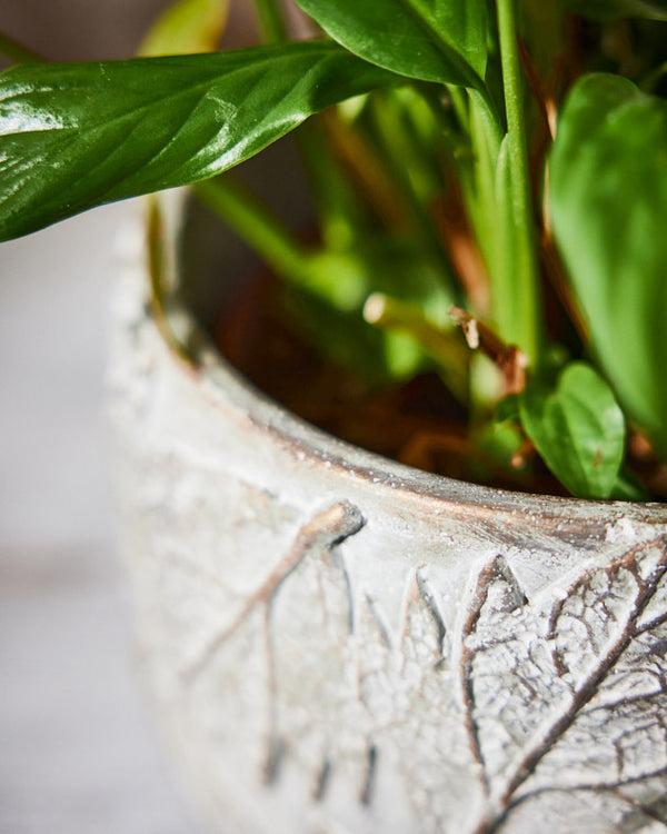 Dibor Daintree Large Plant Pot