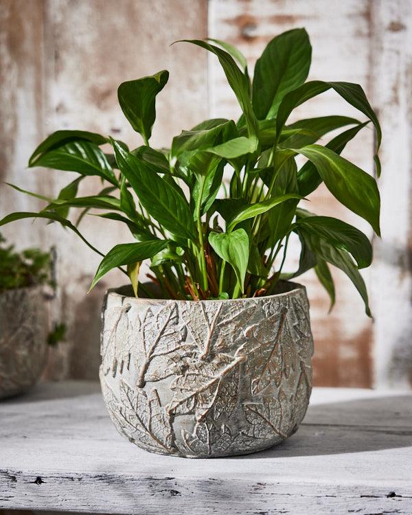 dibor Daintree Large Plant Pot