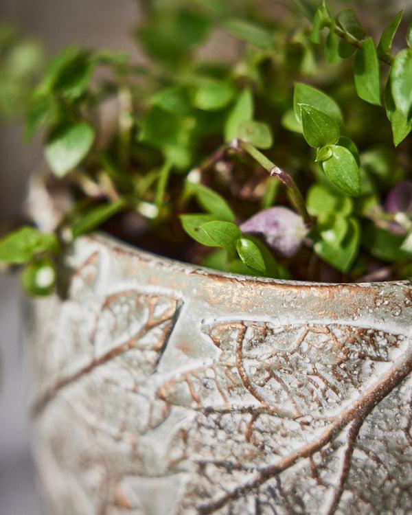 Dibor Daintree Small Plant Pot