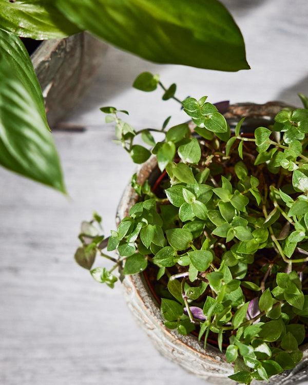 Dibor Daintree Small Plant Pot