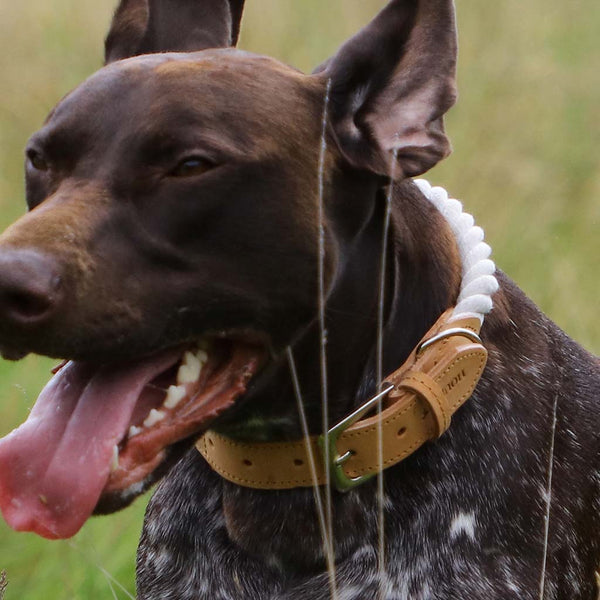 Dibor Dog Rope Collar With Real Leather Strap
