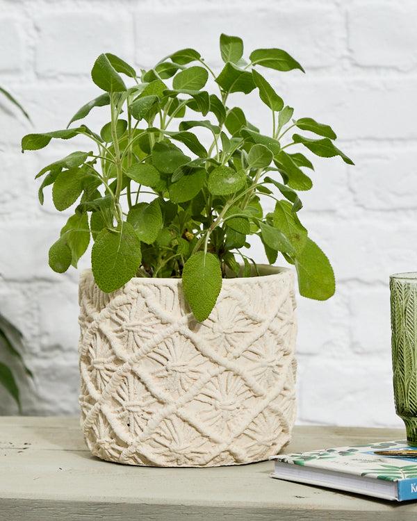 Dibor Escala Braided Planter Collection