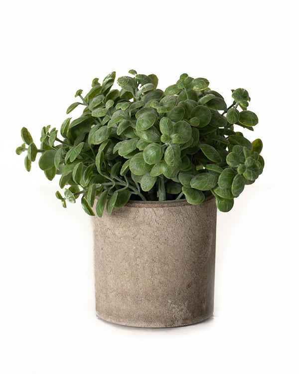 Dibor Faux Basil In Stone Finish Pot