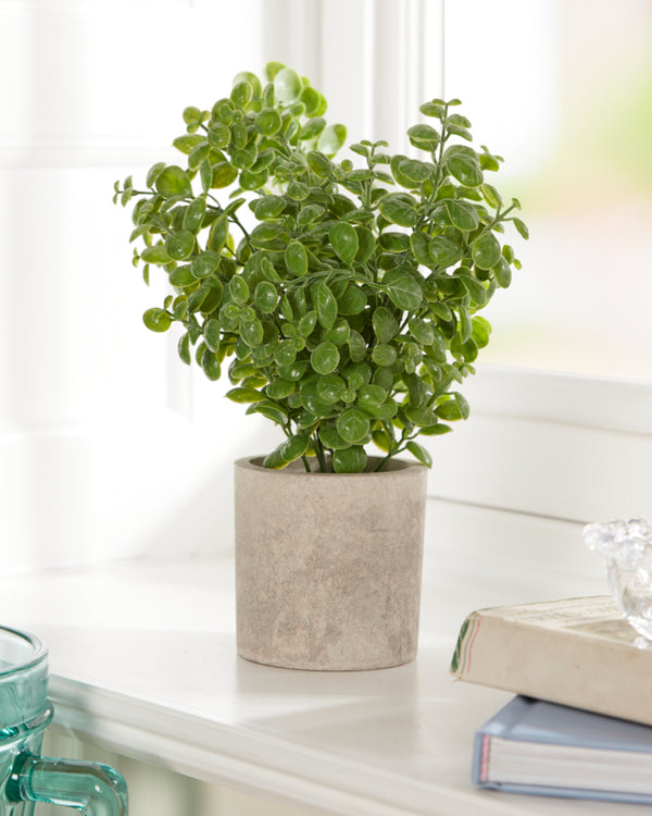 dibor Faux Basil in Stone Finish Pot