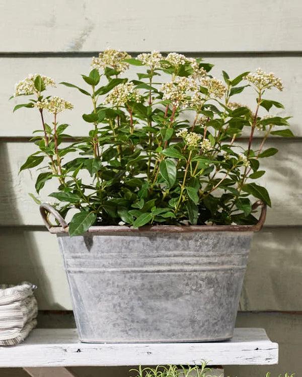 Dibor Galvanised Tub Planter
