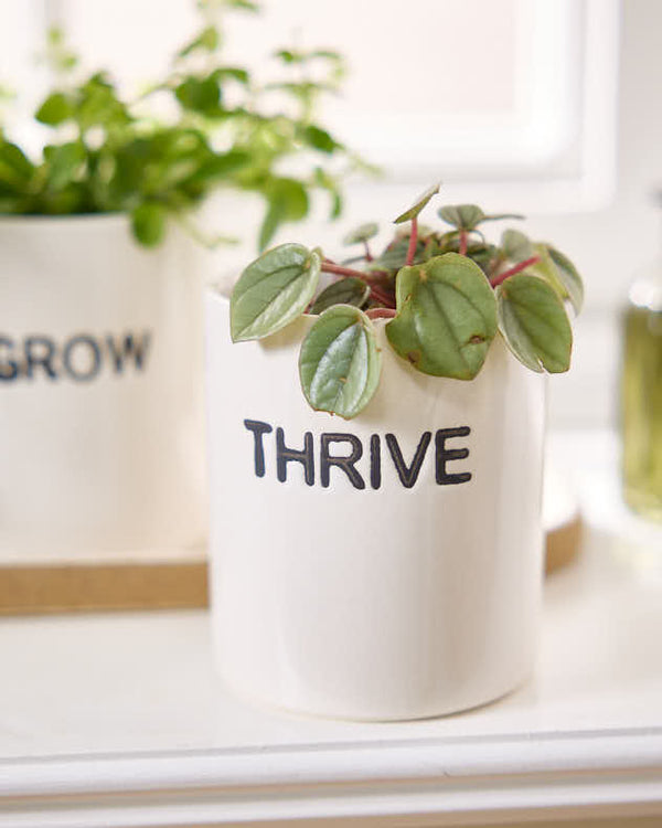 Dibor Grow Thrive & Flourish Ceramic Herb Pots