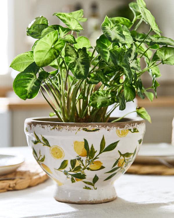 Dibor Lemon Print Footed Planter