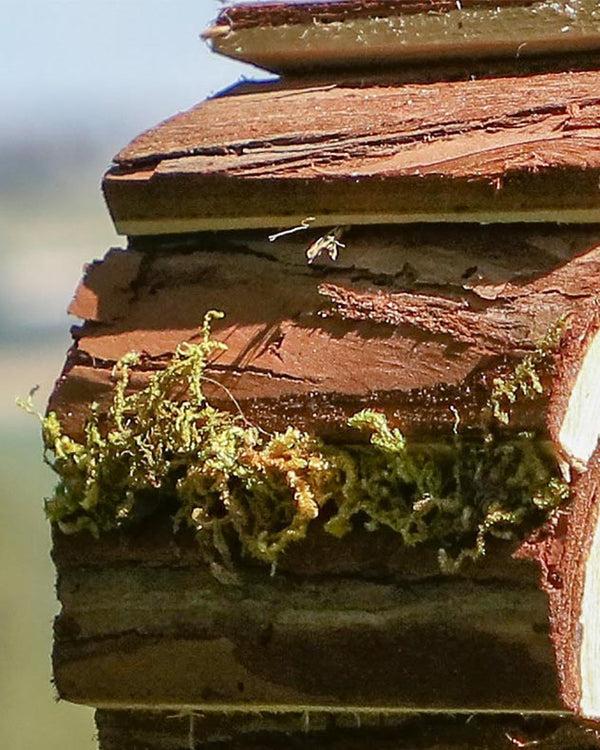 Dibor Natural Bark Insect House
