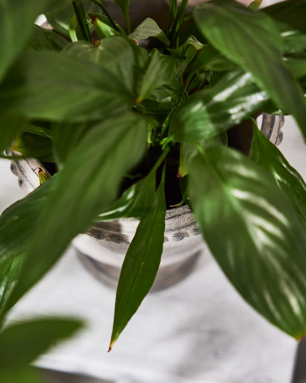 Dibor Olympia Plant Pot