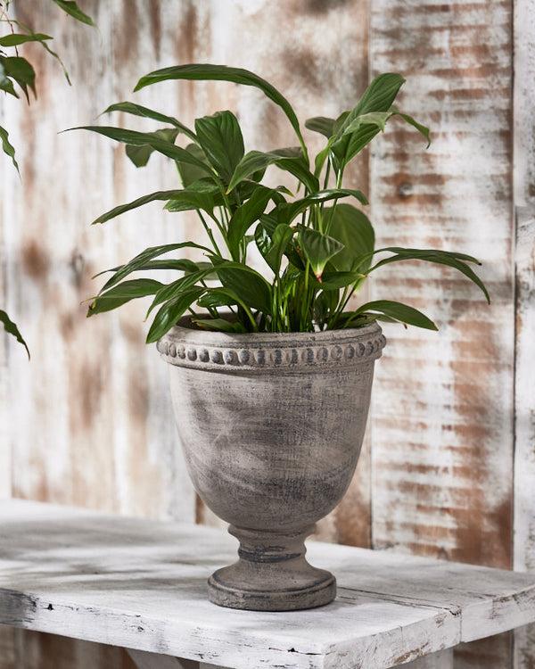 dibor Olympia Plant Pot