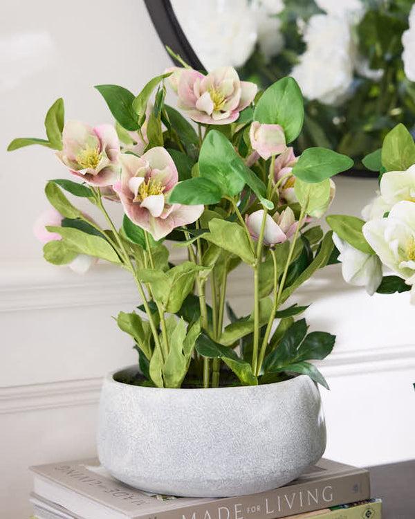 dibor Pink Hellebore Flowers in Round Grey Pot
