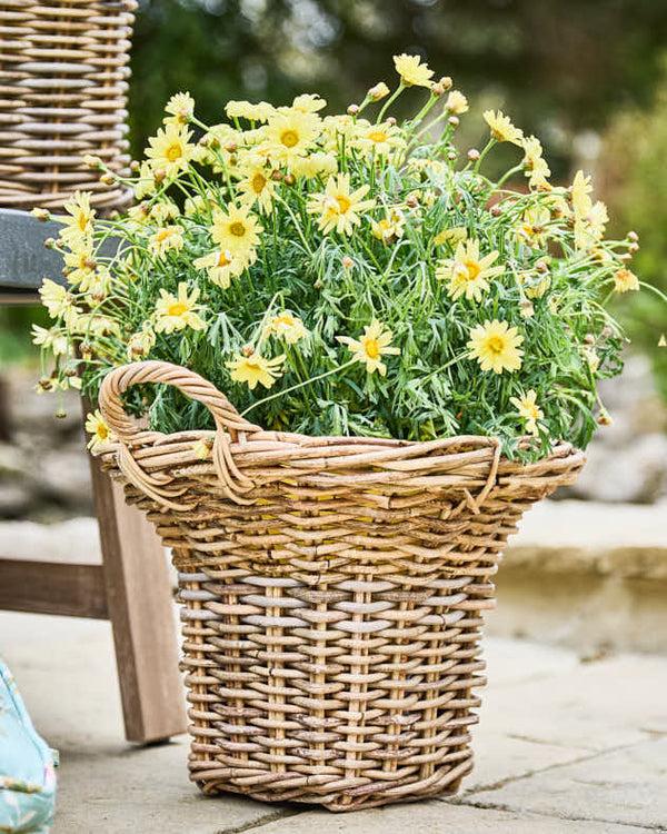 Dibor Pomona Fluted Basket Planters