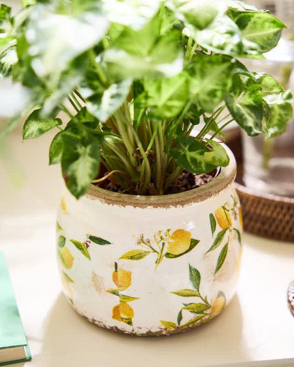 Dibor Ravello Lemon Print Fluted Planter