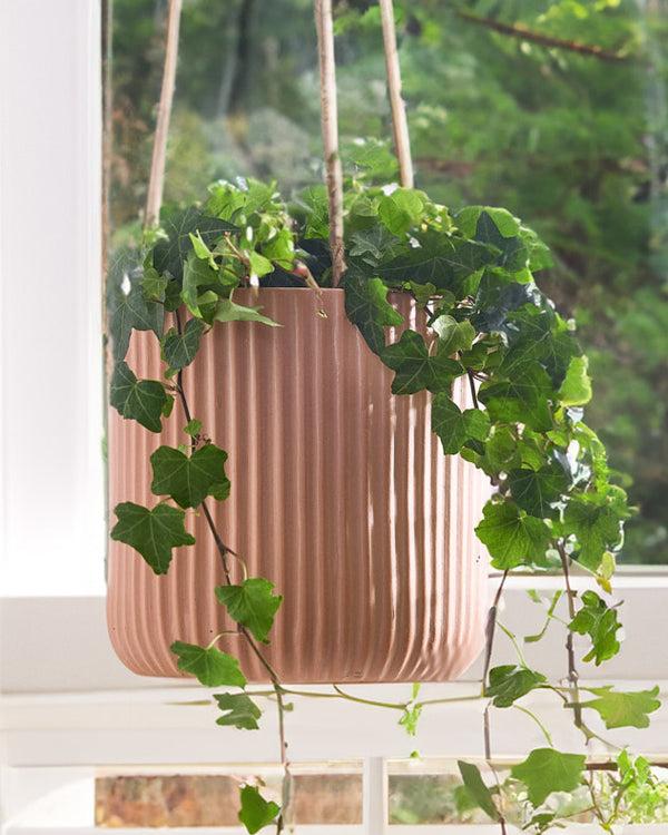 Dibor Roma Terracotta Hanging Planter Collection