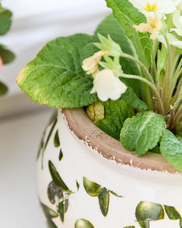 Dibor Round Rustic Olive Planter