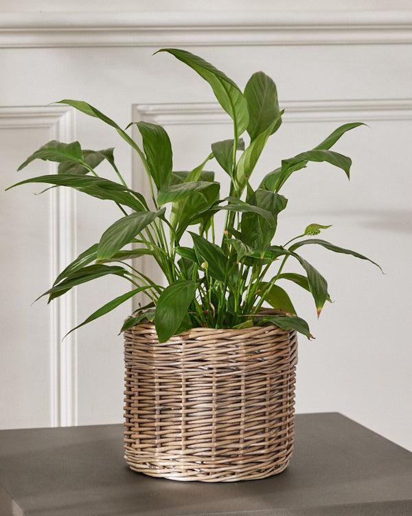 dibor Round Wicker Planter Basket