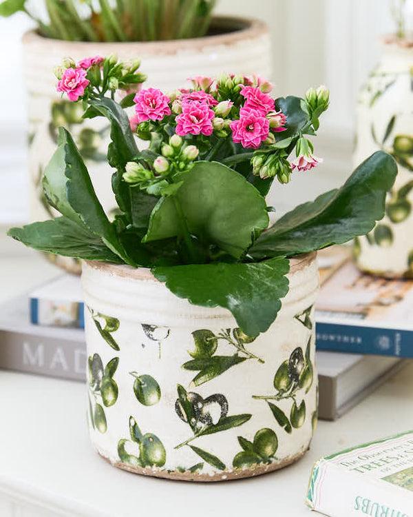 Dibor Rustic Ribbed Olive Planter