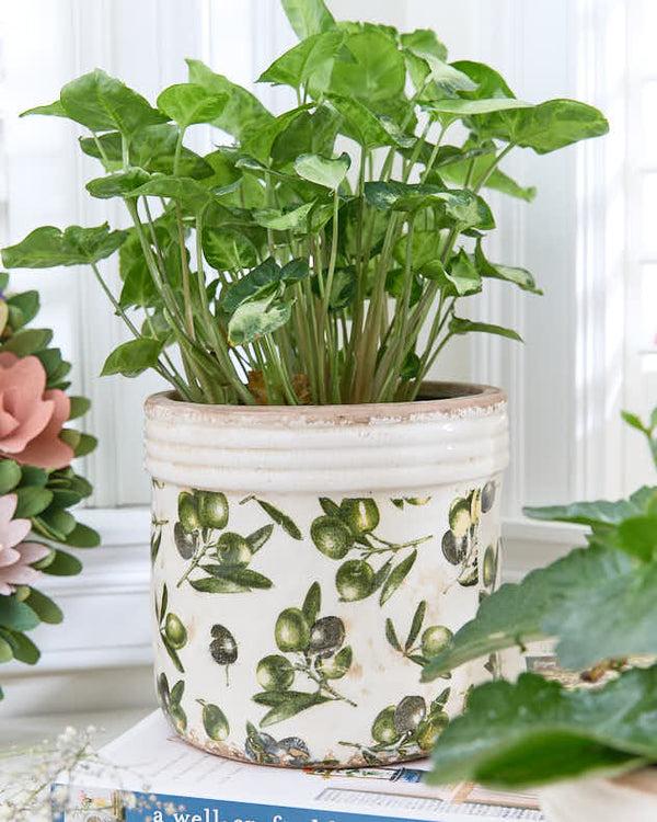Dibor Rustic Ribbed Olive Planter