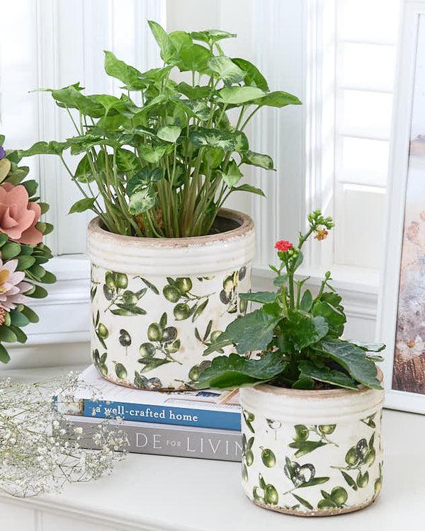 dibor Rustic Ribbed Olive Planter