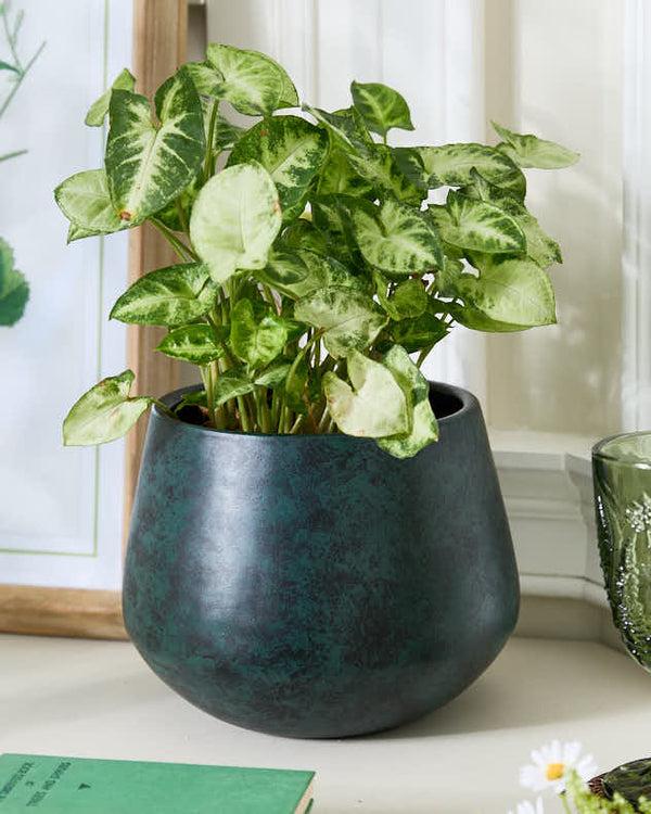 dibor Saka Green Rounded Planter