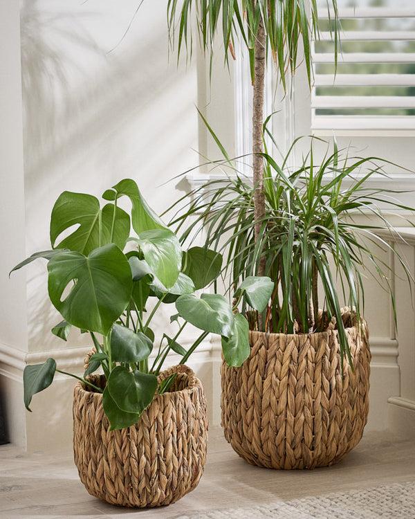 dibor Set of 2 Water Hyacinth Basket Planters