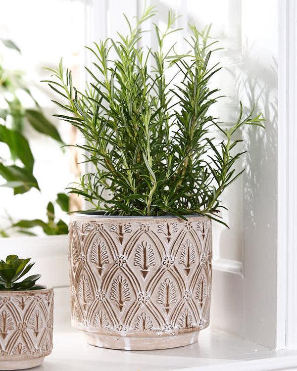 Dibor Set Of 3 Beige Textured Floral Plant Pots