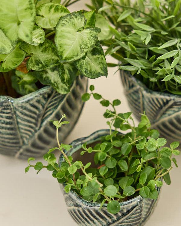 Dibor Set Of 3 Botanic Indoor Planters