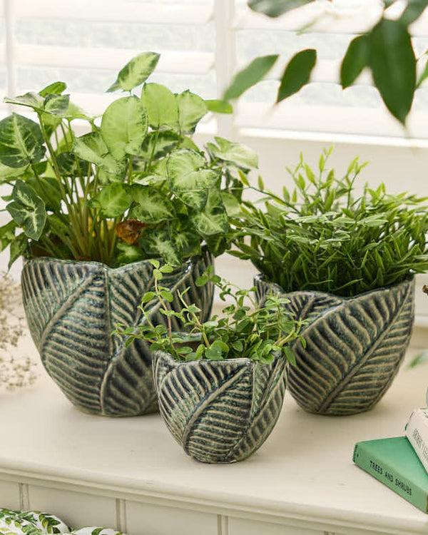 dibor Set of 3 Botanic Indoor Planters