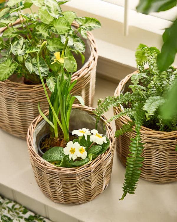 Dibor Set Of 3 Round Wicker Planters