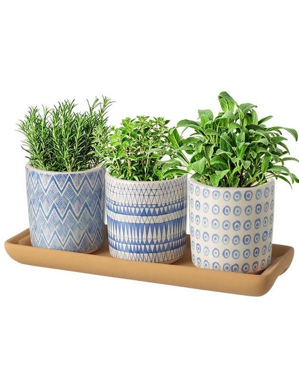 Dibor Set Of 3 Seascape Plant Pots And Plate
