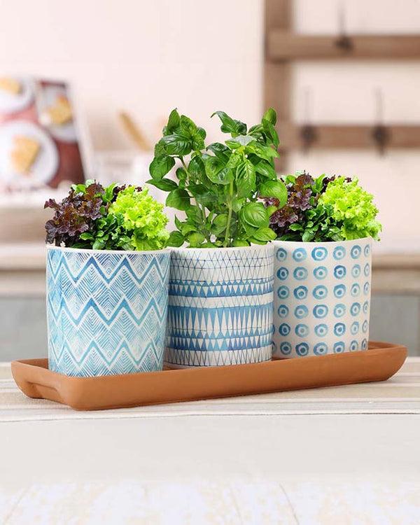 dibor Set of 3 Seascape Plant Pots and Plate
