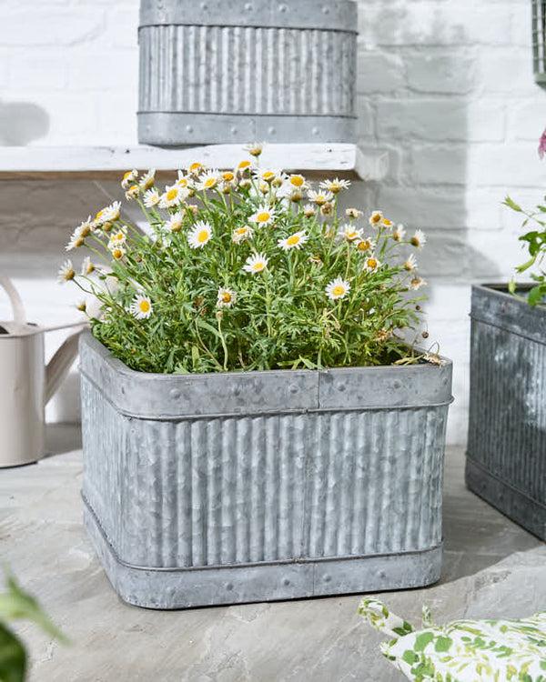 Dibor Set Of 3 Vintage Style Garden Planters