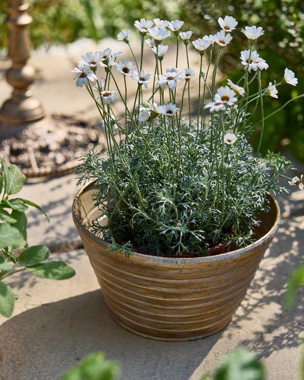 Dibor Sinda Set Of 3 Ribbed Planters