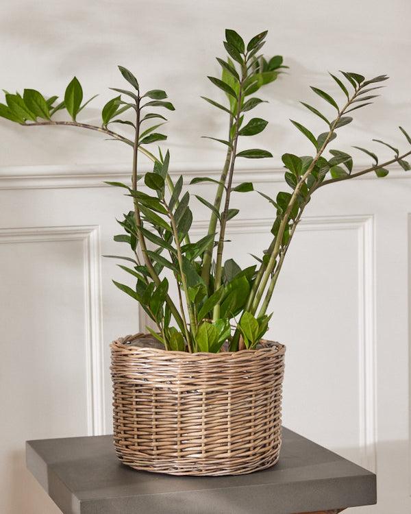 dibor Small Round Wicker Planter Basket