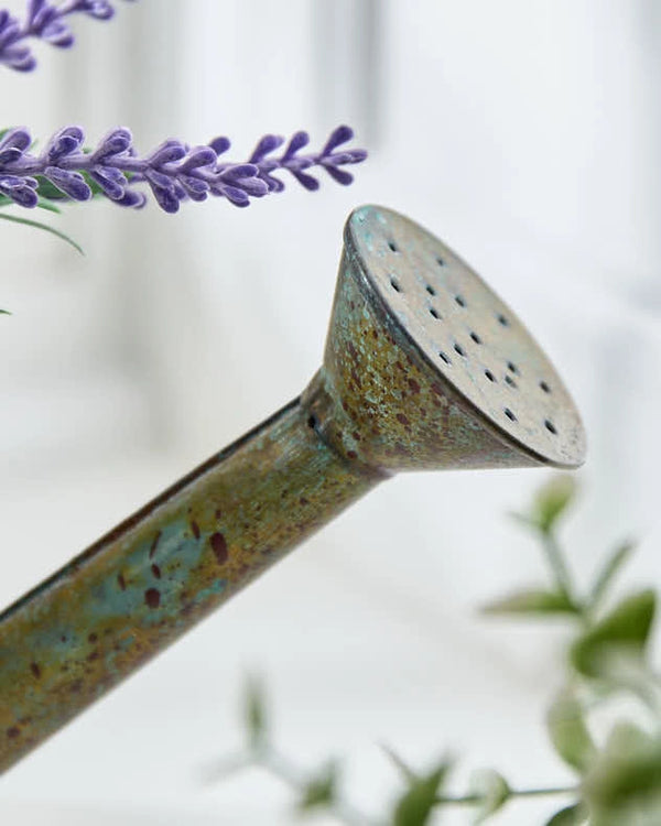 Dibor Spring Lavender In Watering Can