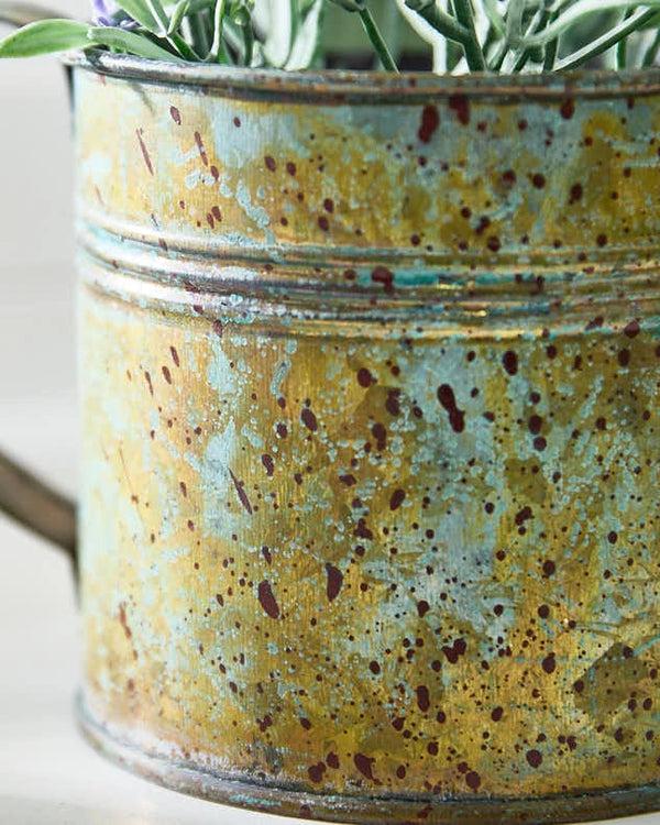 dibor Spring Lavender in Watering Can