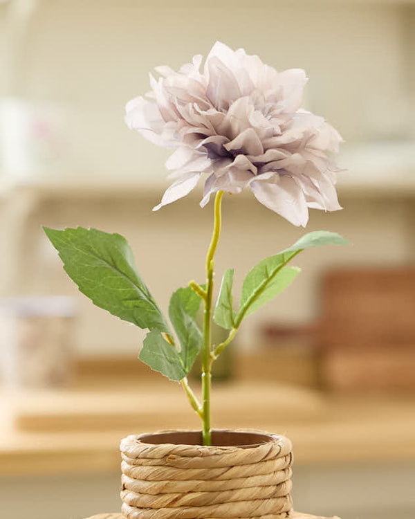 Dibor Sunset Dahlia Bunch