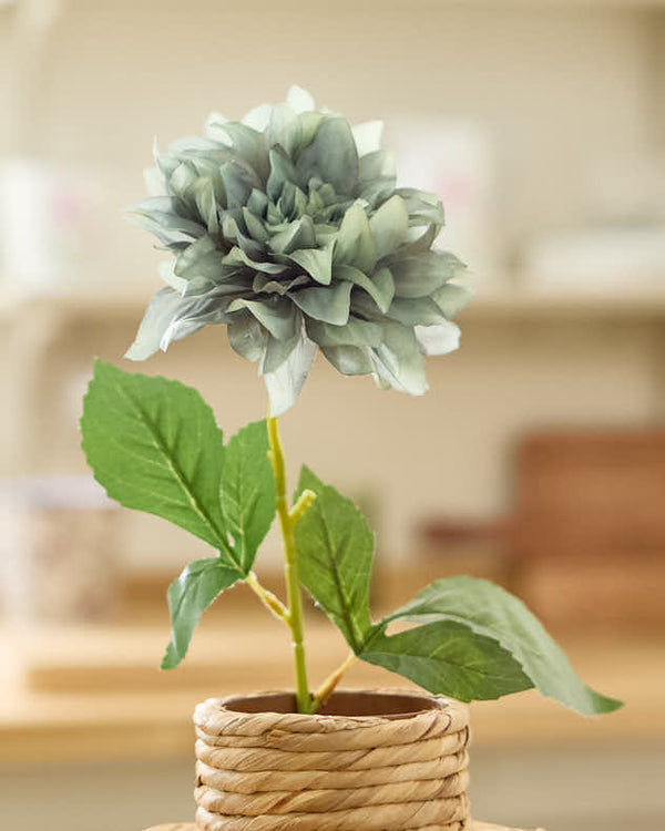 Dibor Sunset Dahlia Bunch