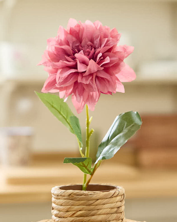 Dibor Sunset Dahlia Bunch