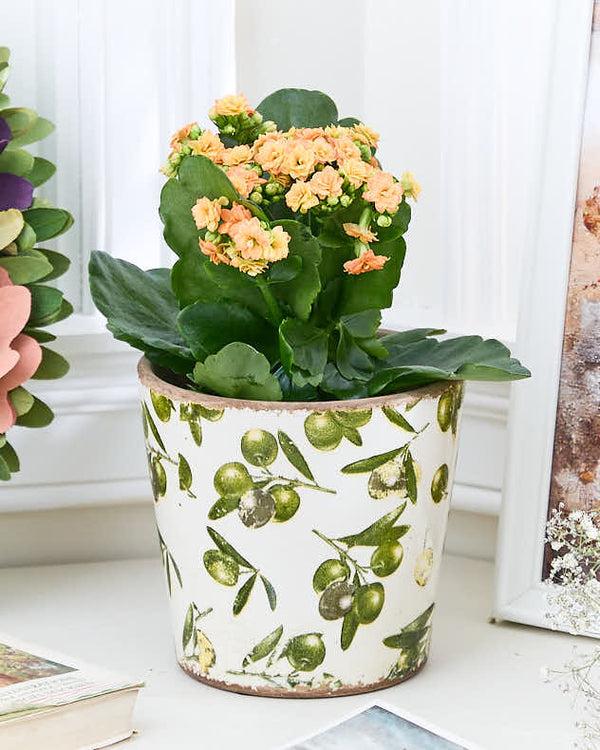 dibor Tapered Rustic Olive Planter