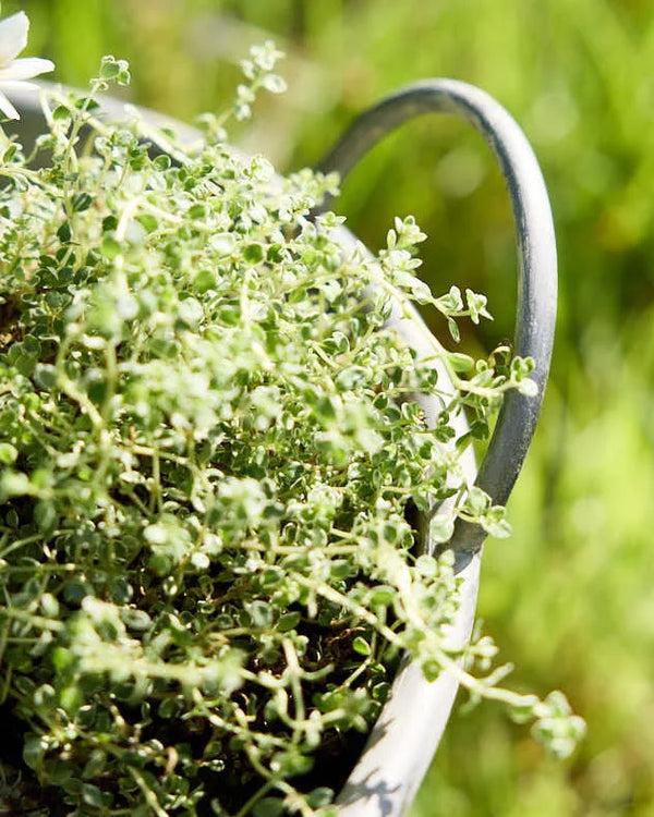 Dibor Traditional Metal Planter Tub With Handles