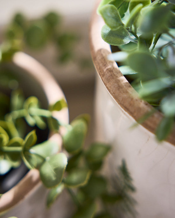 Dibor Varen Set Of 2 Fern Plant Pots
