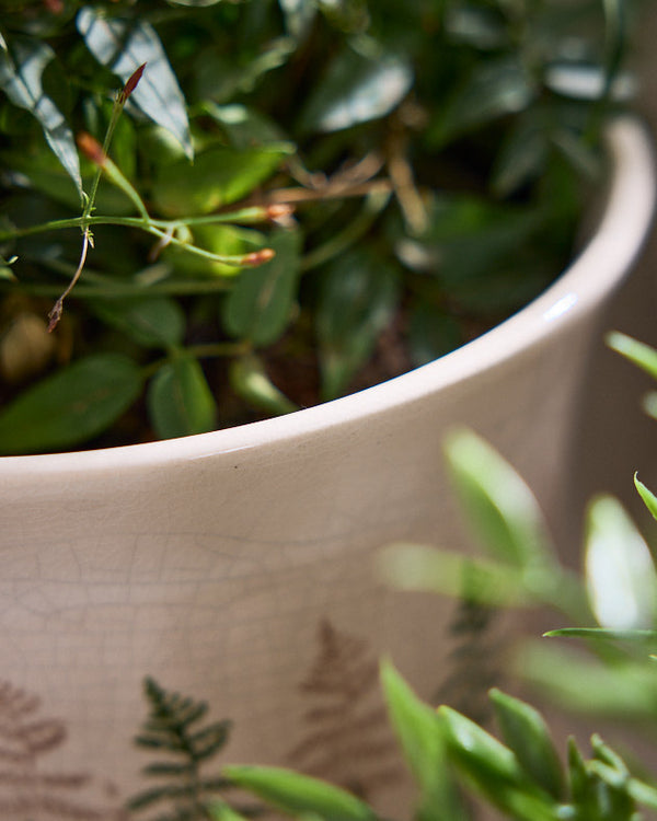 Dibor Varen Set Of 2 Fern Planters With Trays