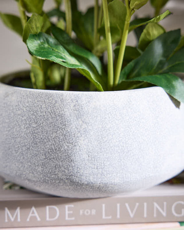 Dibor White Hellebore Flowers In Round Grey Pot